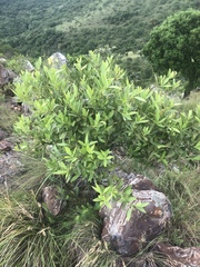 Pterocelastrus echinatus