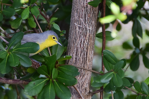 Oriente Warbler (Teretistris fornsi), photo 7
