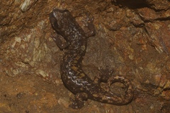 Speleomantes strinatii