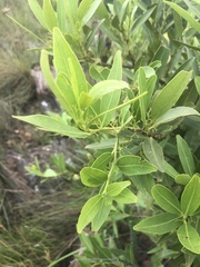 Pterocelastrus echinatus