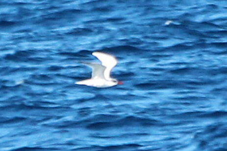 Red-tailed Tropicbird