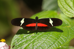 Heliconius clysonymus