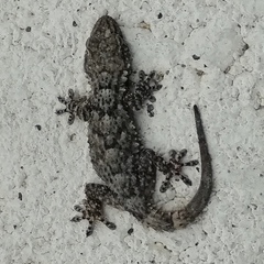 Tarentola mauritanica mauritanica