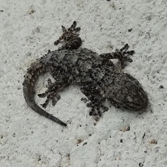 Tarentola mauritanica mauritanica