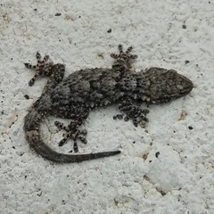 Tarentola mauritanica mauritanica