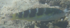 Thalassoma jansenii