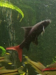 Epalzeorhynchos bicolor