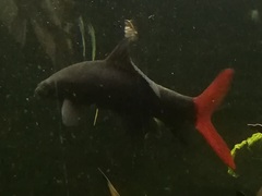 Epalzeorhynchos bicolor