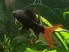 Epalzeorhynchos bicolor