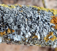 Phaeophyscia hirtella