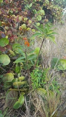 Asclepias curassavica image