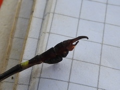 Paragomphus machadoi