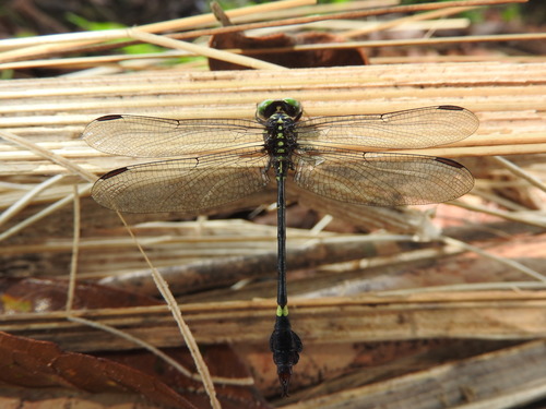 Paragomphus machadoi