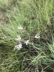 Brachystelma rubellum