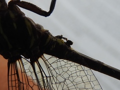 Paragomphus machadoi