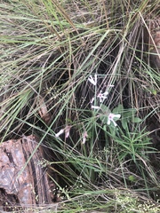 Brachystelma rubellum