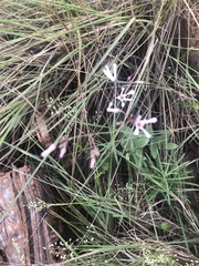 Brachystelma rubellum