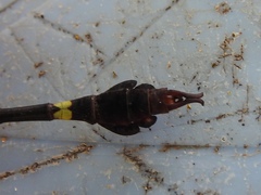 Paragomphus machadoi