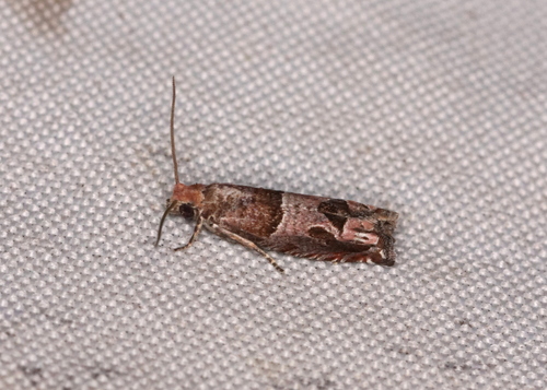 Hebrew Sonia Moth photo 3