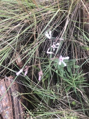 Brachystelma rubellum