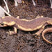 Corsican Brook Salamander - Photo (c) Paolo Mazzei, some rights reserved (CC BY-NC), uploaded by Paolo Mazzei