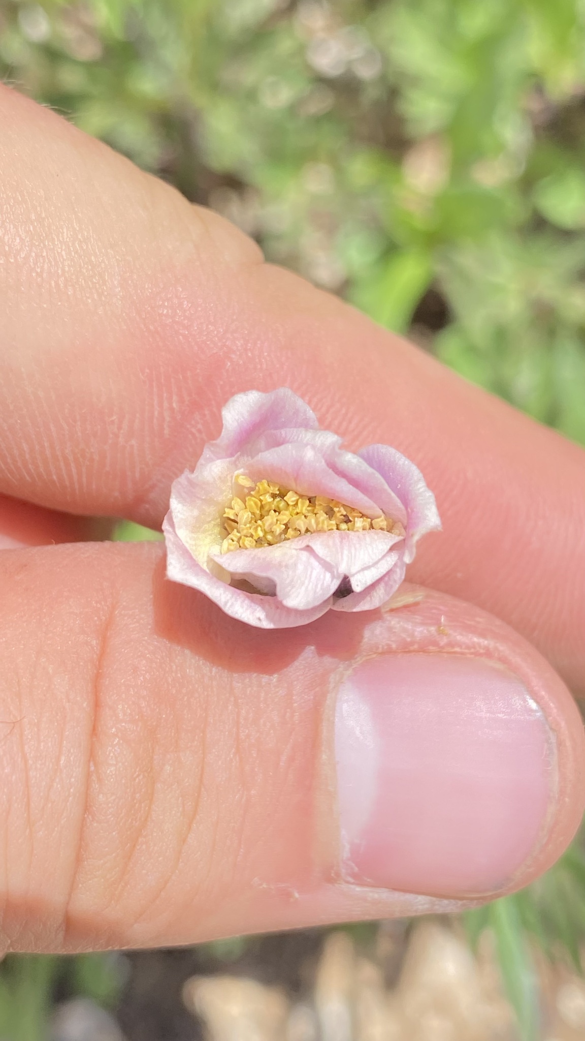 Anemone multifida var. stylosa