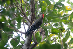 Melanerpes superciliaris