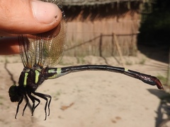 Phyllogomphus annulus