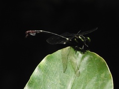 Phyllogomphus annulus