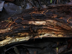 Phanerochaete sanguinea