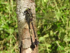 Phyllogomphus annulus