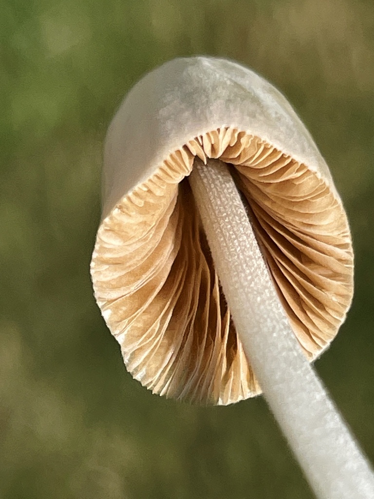Pilosellae