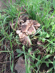 Tricholoma terreum image