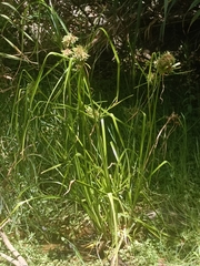 Cyperus eragrostis image