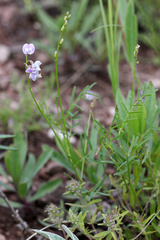 Astragalus austriacus