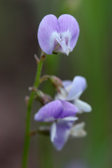 Astragalus austriacus