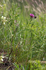 Astragalus cornutus