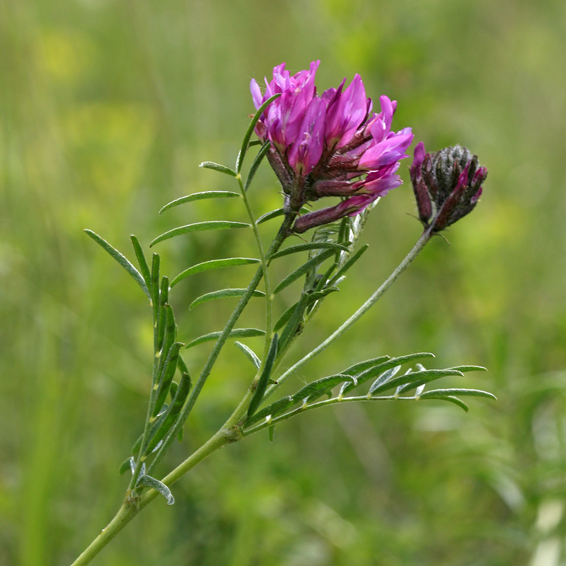 Astragalus cornutus
