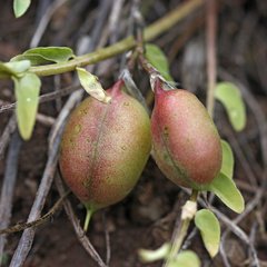 Astragalus wolgensis