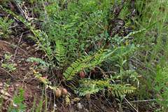 Astragalus wolgensis
