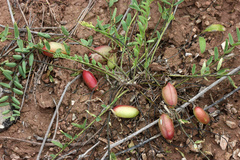 Astragalus wolgensis