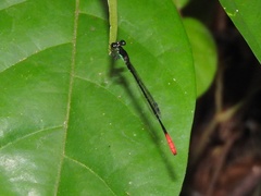 Mortonagrion stygium