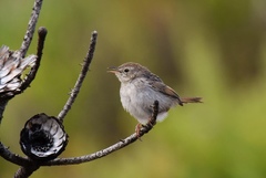 Cisticola subruficapilla