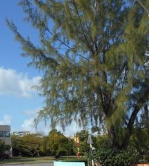 Casuarina equisetifolia