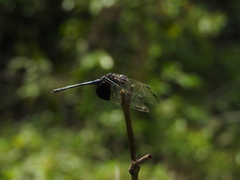 Trithemis africana