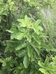 Vitex obovata wilmsii