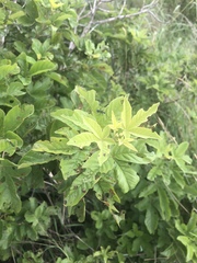 Vitex obovata wilmsii