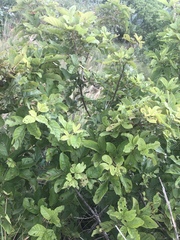 Vitex obovata wilmsii