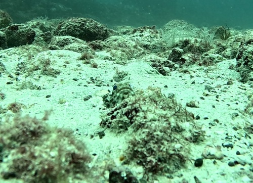 Galapagos jawfish (Opistognathus galapagensis) — Opistognathidae — 3