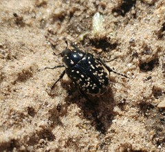 Oxythyrea noemi